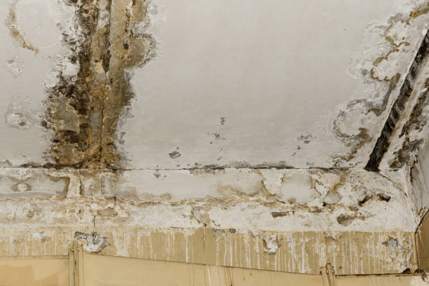 Best Industrial Mold Remediation  in Naples Manor, FL
