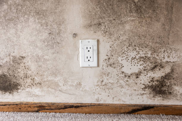  Naples Manor, FL Mold Removal Pros