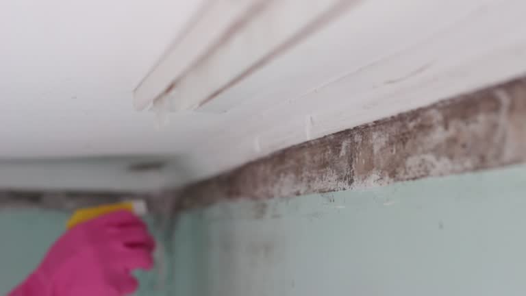 Trusted Naples Manor, FL Mold Removal Experts